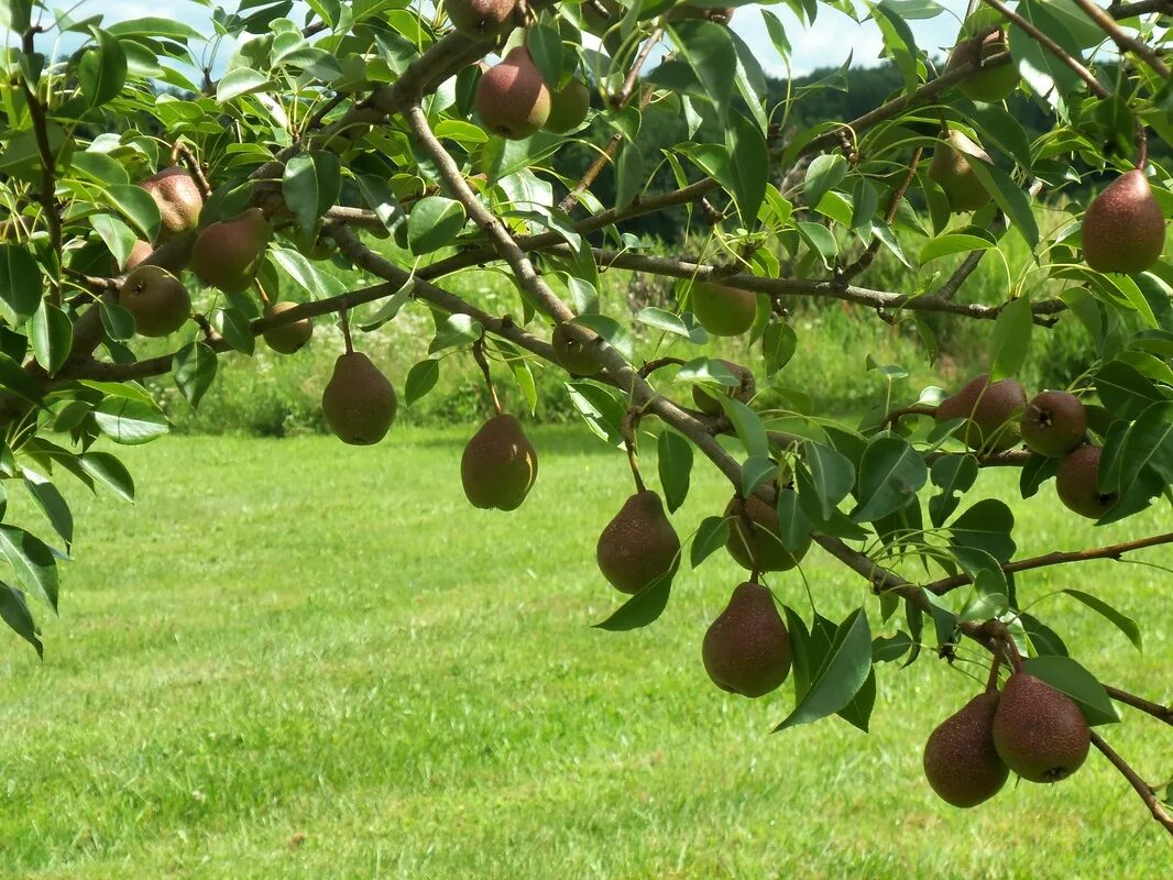 Через сколько лет плодоносит груша. Груша Краснобокая. Груша Краснобокая дерево. Груша грушелистная. Грушевый сад.