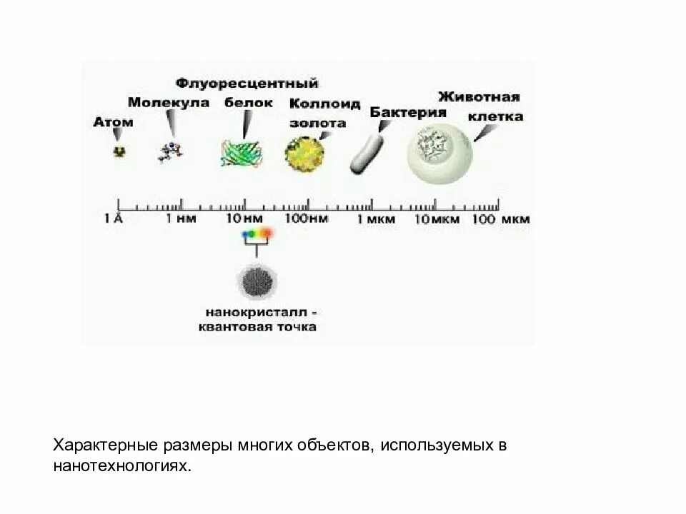 Нанотехнологии в биологии. Что меньше атом или бактерия. Размер атома и микроба. Что больше микроб или атом.