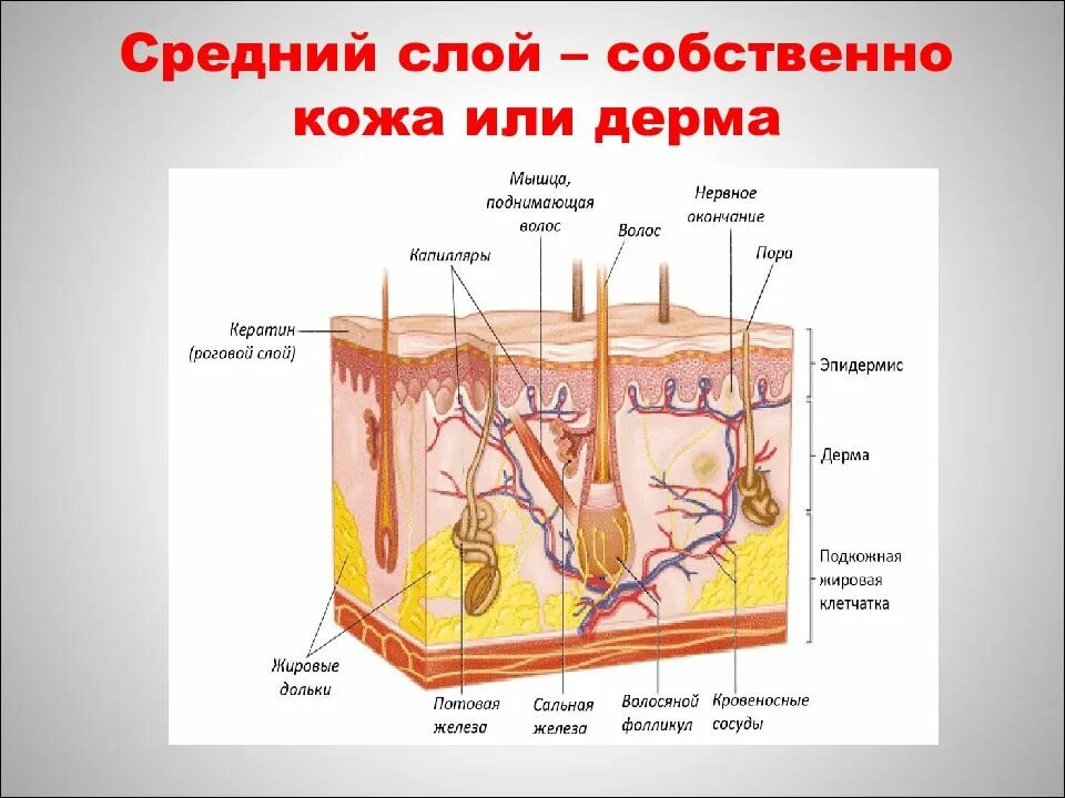 Функции слоя дерма. Строение кожи слой строение функции. название слоев кожи строение и функции. слои кожи строение и функции таблица. дерма собственно кожа строение и функции.