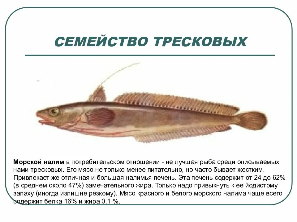 Рыба семейства тресковых 7 букв. Муррейская треска. Рыба семейства тресковых на л. Строение тресковых рыб. Рыба семейства тресковых 7 букв.