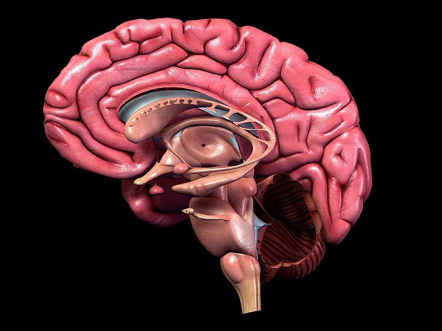 7 3 brain. Анатомия гиппокампа. Гиппокамп 3д. Сагиттальный разрез мозга.