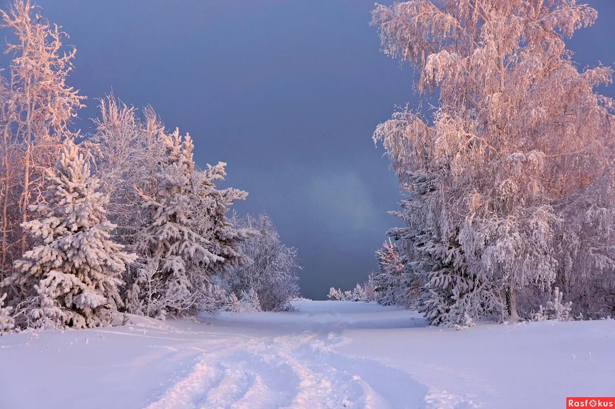 Стихотворение фета учись у них у дуба у березы. Все злей метели. Туман деревья снег. Фет учись у дуба. Все злей метели.