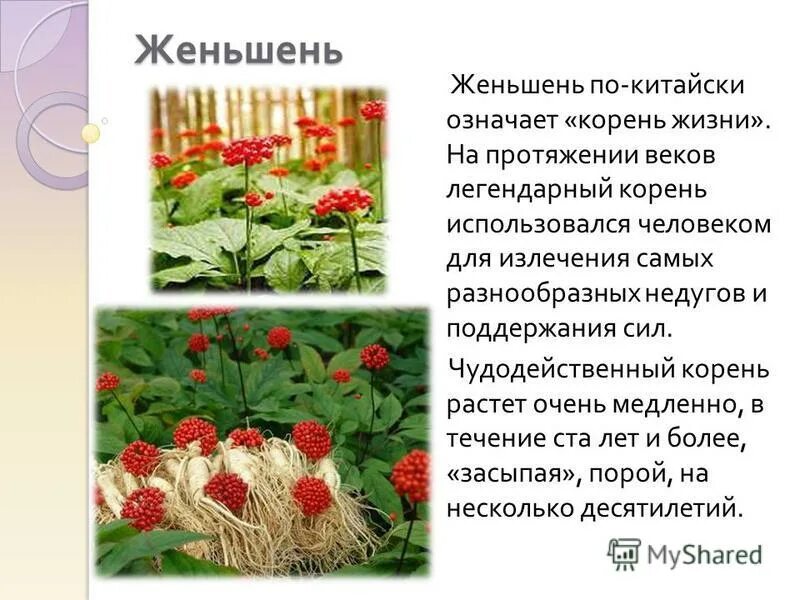 корень в слове однажды. женьшень лекарственное растение. сказка про корень. кэрол каваларис (carol cavalaris). сказка о жизни корня.