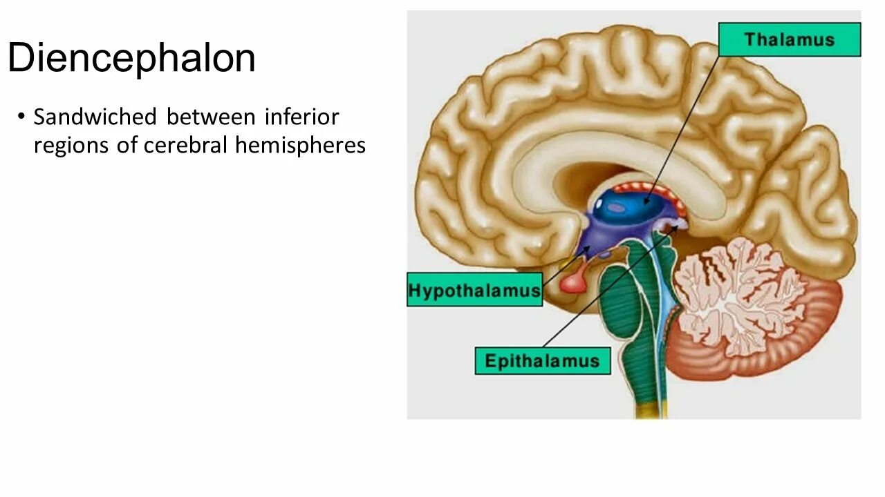 The brain consists of grey and white. Diencephalon. diencephalon consists of. roof of third ventricle of the diencephalon. diencephalon structure nucleus.