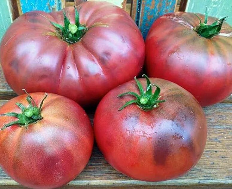 Томат Гном Розелла пурпурная. Rosella Purple томат. Томат «Гном Розелла гигант» (giant Dwarf Rosella Tomato). Томат "Розелла Кримсон". Томат стринги описание сорта характеристика фото отзывы