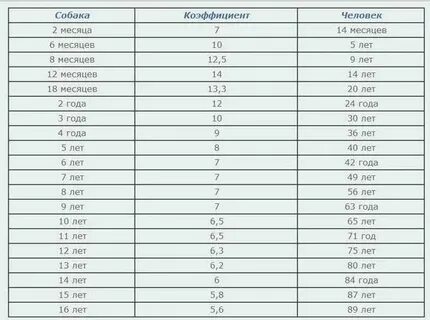 Собаки 8 лет сколько это по человечески