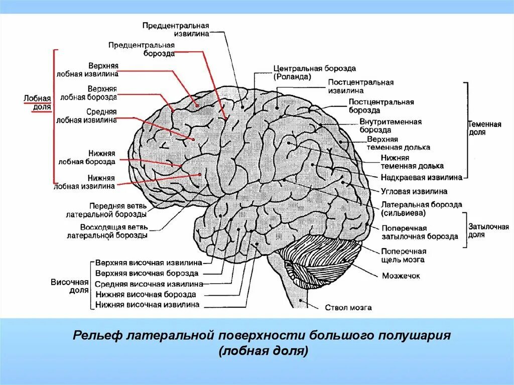 Дифференциальный диагноз перелом. Анатомия жевательной поверхности моляров нижней челюсти. Признак борозды. 1 моляр нижней челюсти анатомия. Борозды и извилины височной доли.