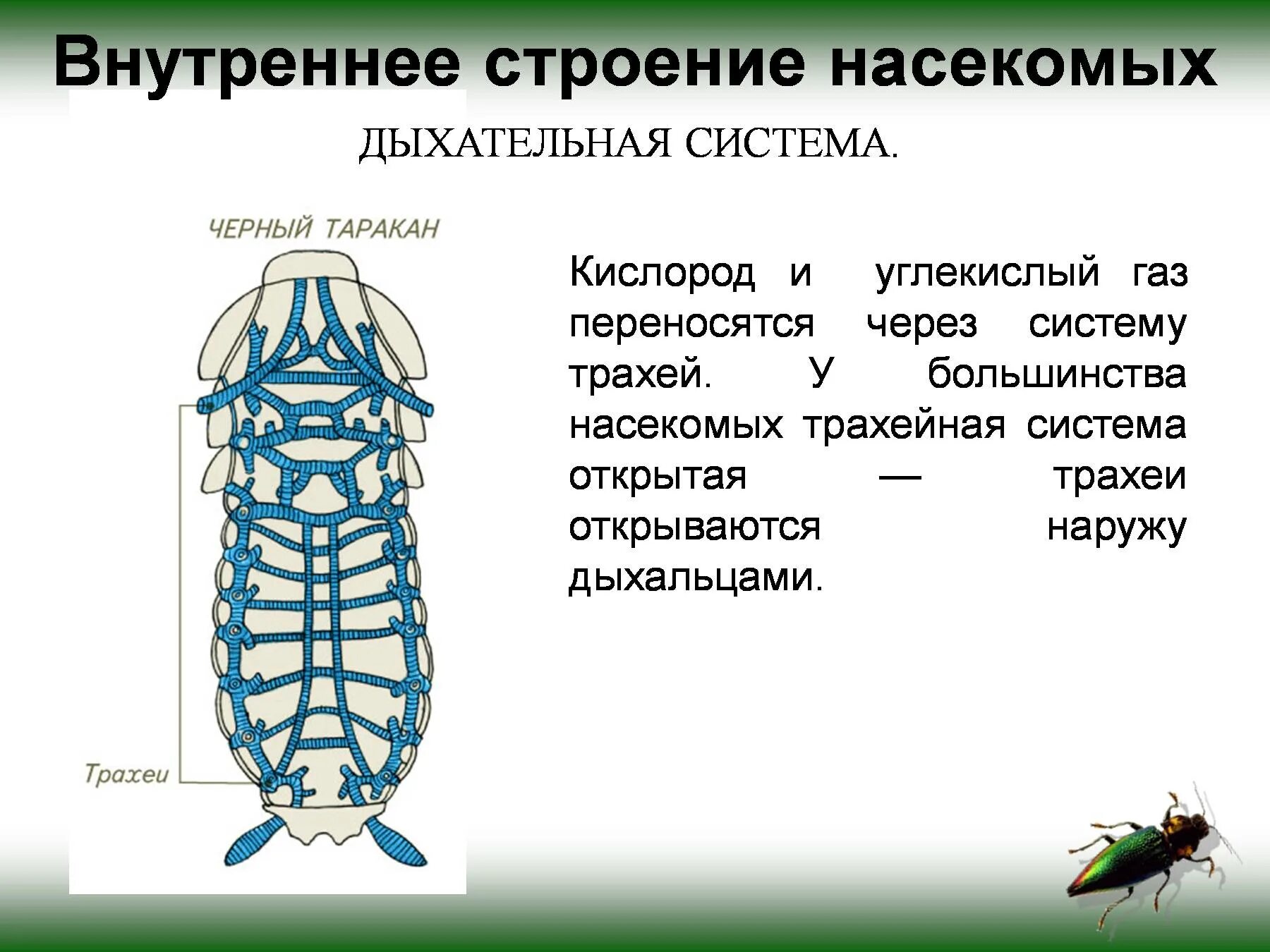 Внутреннее строение сообщение. Трахейная дыхательная система насекомых. строение дыхательной системы насекомых. дыхательная система насекомых дыхальца. функции дыхательной системы у насекомых.