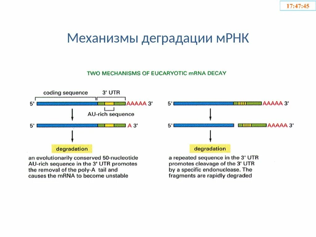 Деградация МРНК. МРНК. Механизм МРНК. Деградация матричной РНК.