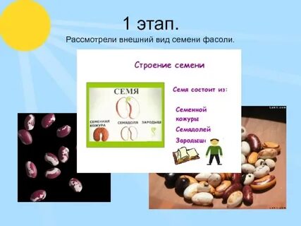 Проект по биологии фасоль 6 класс
