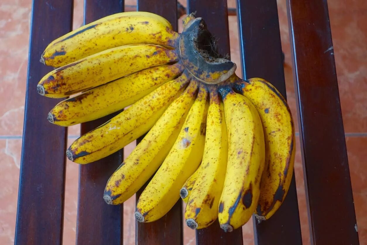 Тип banana. Types of bananas. бананы виды. банан венгалби. голубая ява банан.