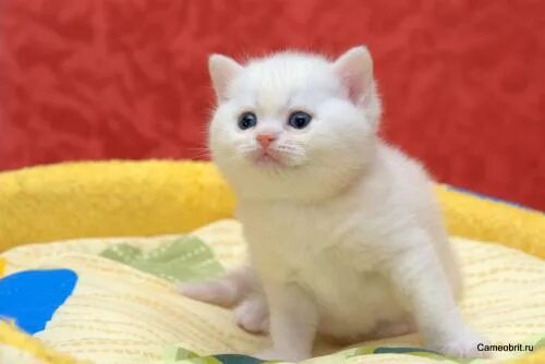 Британский белый котенок - 66 фото