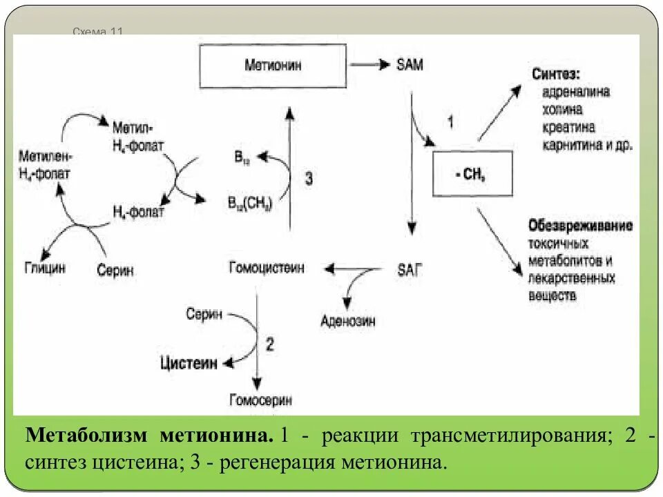 Схема обмена метионина. Синтез sam из метионина. Схема метаболизма метионина. Гомоцистеин схема метаболизма. Метаболизм метионина.