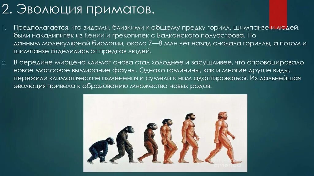 Эволюция приматов. Этапы развития человека. Эволюция предков человека. Этапы эволюции человека. Эволюционные изменения в обществе