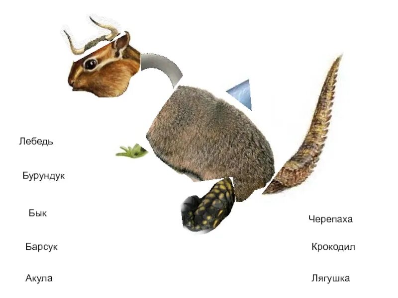 Барсук и бурундук. Барсук и бурундук отличия. бурундук в быке. барсук лебедь и крокодил.