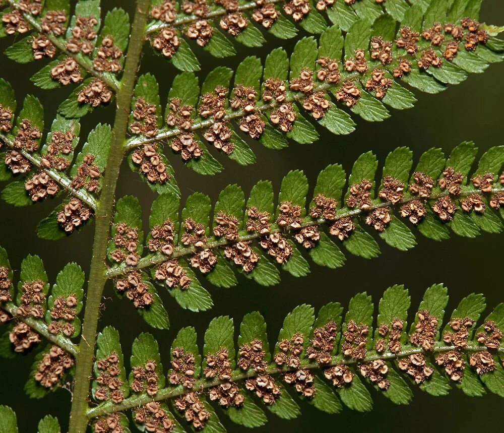 Спорангиев сорус папоротника. Dryopteris - Щитовник. Папоротник Щитовник. Папоротник Дриоптерис. Сорусы папоротника.