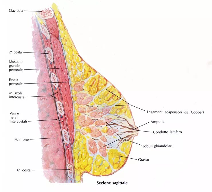 Доле груди. Связка Купера молочной железы анатомия. Анатомия молочной железы фасции. Молочная железа анатомия на латинском. Молочная железа анатомия Неттер.