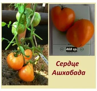 Сердце ашхабада отзывы