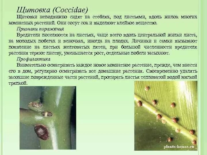 Вредители комнатных растений щитовка. Вредители растений ложнощитовка. Вредители монстеры щитовка. Бродяжки щитовок.