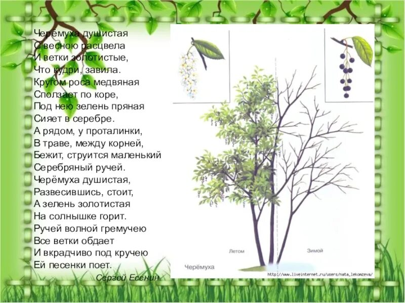 Ветки золотистые что кудри завила. Рисунок к стихотворению черемуха. Черёмуха душистая рисунок к стихотворению. Есенинская черемуха. Иллюстрация к стихотворению черемуха душистая.