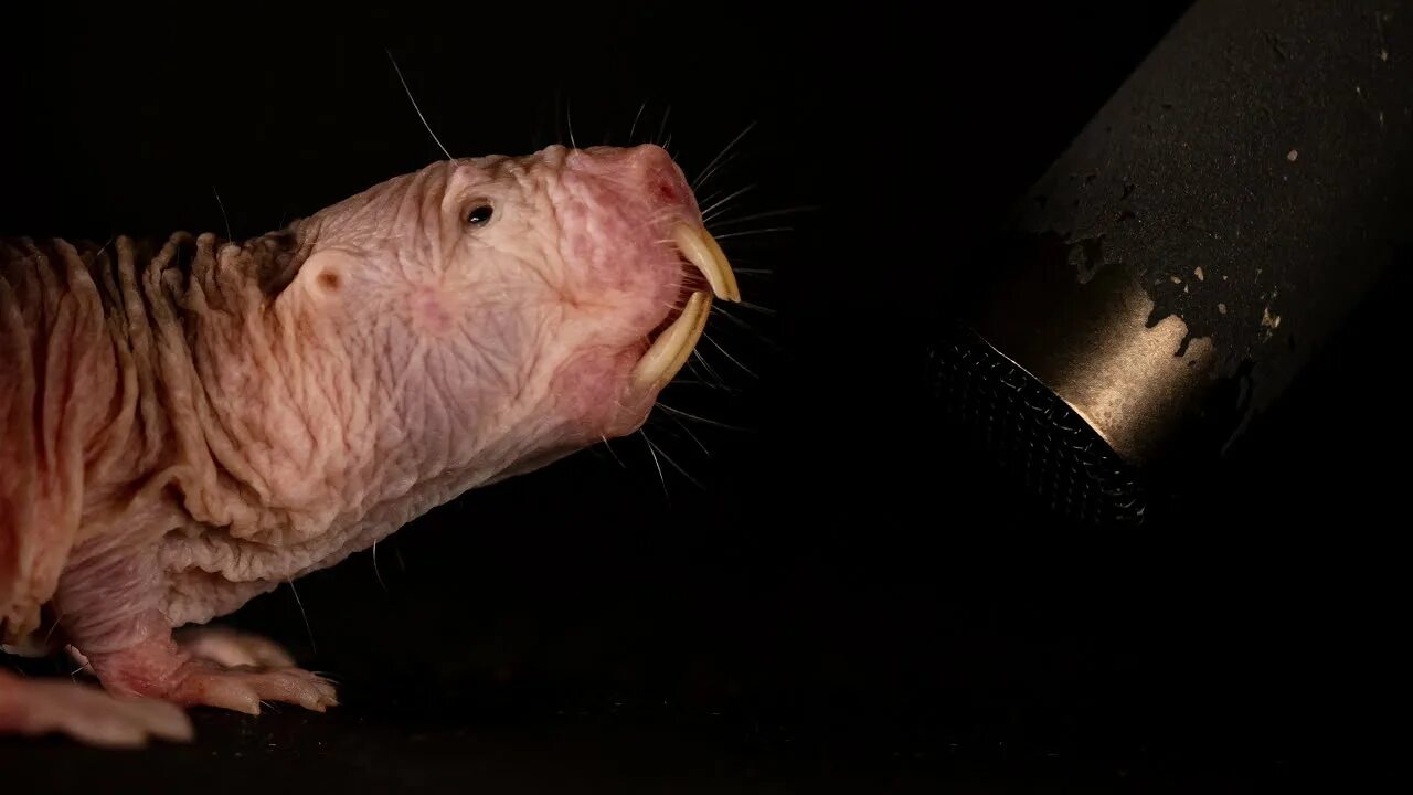 Мимик крысы