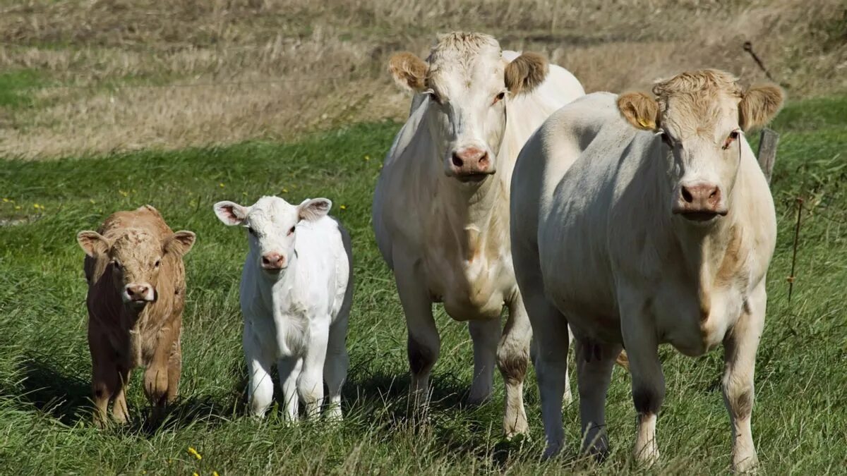 Сх животные. Экоферма коза ностра. Сельскохозяйственных животных. Домашние сельскохозяйственные животные. Сельскохозяйственные животные.