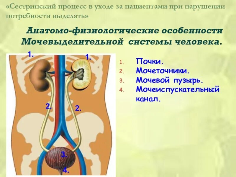 Анатомо физиологических процессов. Афо органов мочевой системы. Анатомо-физиологические особенности мочевыделительной системы. Мочевыделительная система человека почки. Мочевыделительная система Афо.