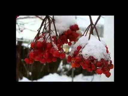 Калина красная цыганова