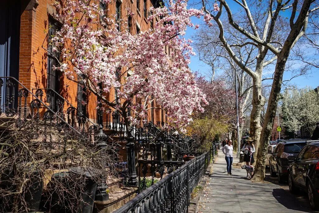 Нью Йорк весной Бруклин. Парк в Нью-Йорке магнолии. Улочка Нью Йорка весной.