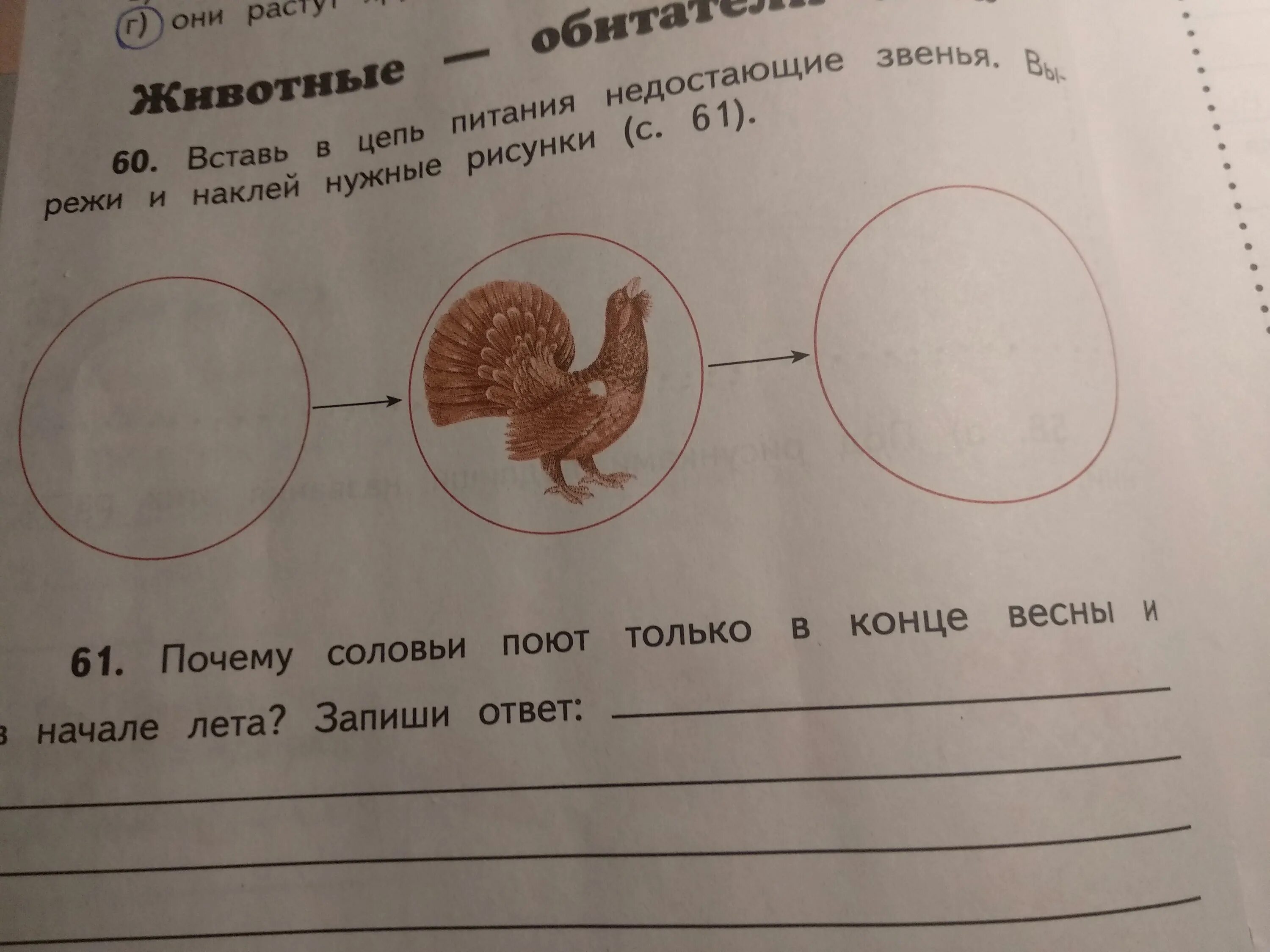 Найти недостающее звено деление на ноль. Вставь в цепи питания недостающие звенья. вставь в цепь питания недостающие звенья вырежи и наклей. рассмотри и подпиши рисунок впиши недостающее. вставь все питания в недостающее звено вырежи и наклей нужный рисунок.