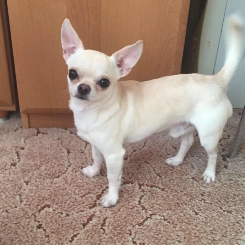 взрослый кобель чихуахуа стандарт. чихуахуа 6 месяцев д ш. щенок мини чихуахуа 3,5 месяца. чихуа 6 месяцев. длинношерстная чихуахуа 5-6 месяцев.