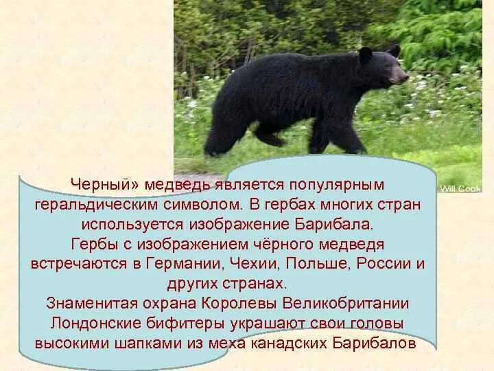 В какой природной зоне встречается медведь. Барибал природная зона. Гималайский медведь и Барибал. Барибал и бурый медведь. Черный медведь Барибал природная зона.