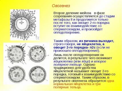 Благодаря оплодотворению и мейозу
