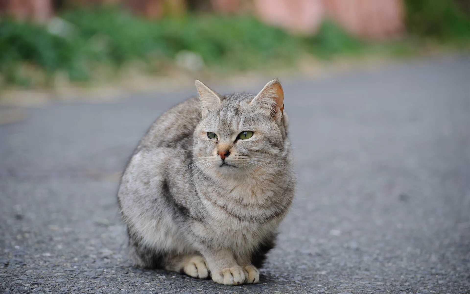 Уличный кот. Серая уличная кошка. Кошка на улице. Серый кот на улице. Котов дорога солнца 2 читать