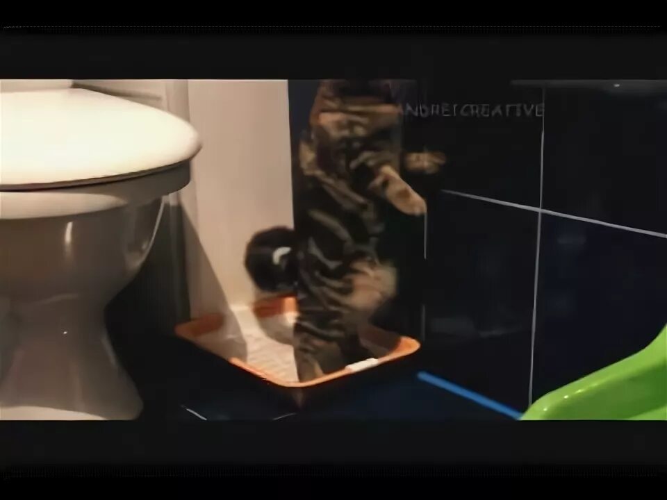 Включи видео как человек какает. Кошка какает. кот какает стоя. говорящий кот том какает. шотландец кот какает стоя.