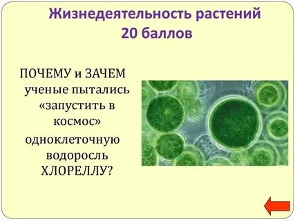 Как называют процессы жизнедеятельности растений
