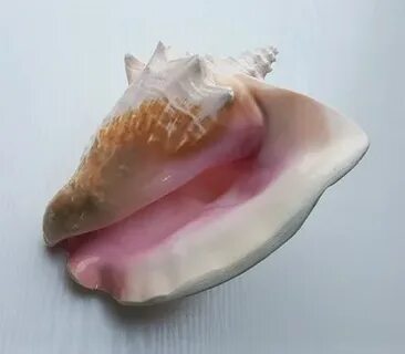 Ракушка 8
