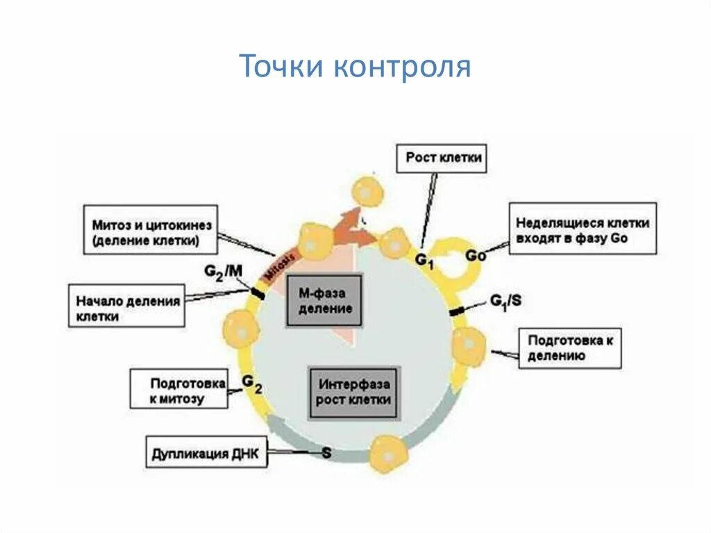 Точка контроля качества. Стадии жизненного цикла клетки. Жизненный цикл клетки схема. Последовательность жизненного цикла клетки. Клеточный цикл биология 10 класс.