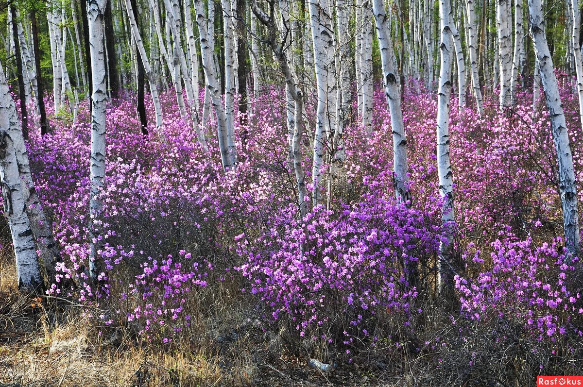 отцветает ольха налетит ветер картинки. не успевшие отцвести лесные. монилиоз яблони листья. клён ясенелистный вертолетики. не пишется.
