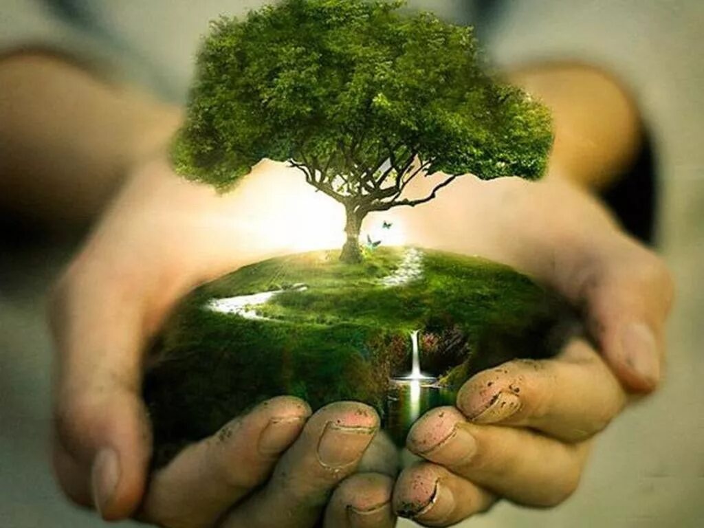 Смысл богатства. Дерево в руках. Человечество и природа. Дерево в ладонях. Органическая природа.