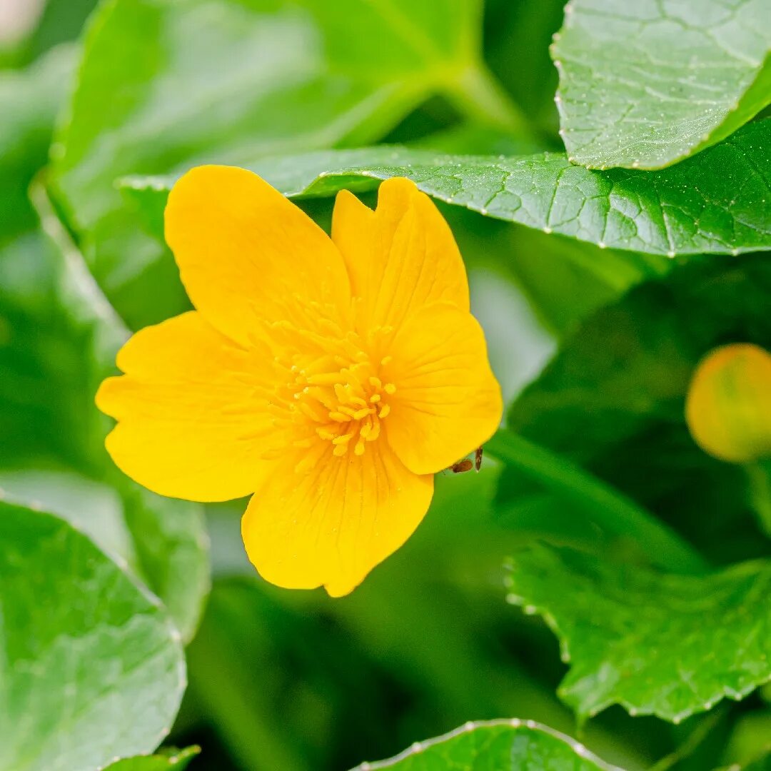 Caltha Palustris Polypetala Giant Marsh Marigold Real Aquatics
