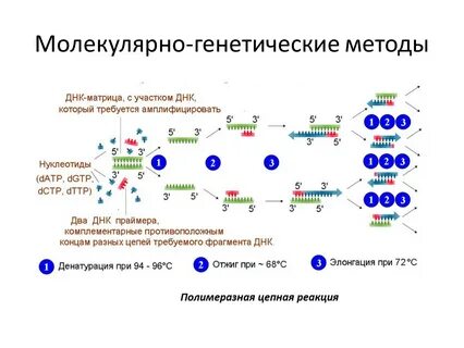 Пцр генотипирование