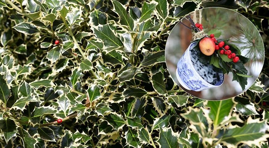 Посадка падуба остролистного. Падуб остролистный «аляска» (ilex aquifolium ’alaska’). Падуб остролистный кустарник. Падуб японский. Падуб остролистный аргентеа маргината.
