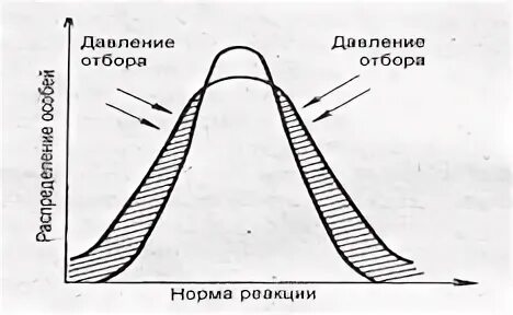 Норма реакции схема
