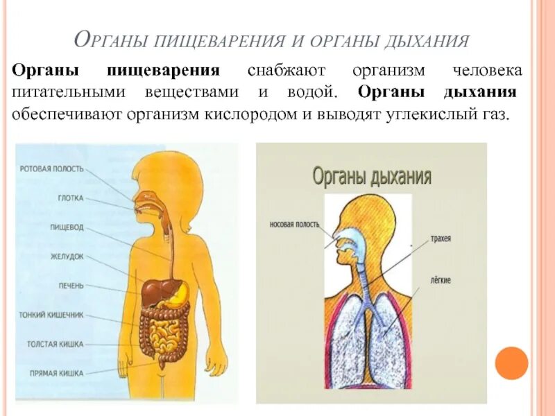Органы обеспечивающие дыхание человека. Пищеварительная система человека органы дыхания. Анатомия дыхательной и пищеварительной системы. Система органов дыхательная пищеварительная и.... Органы которые обеспечивают дыхание человека.