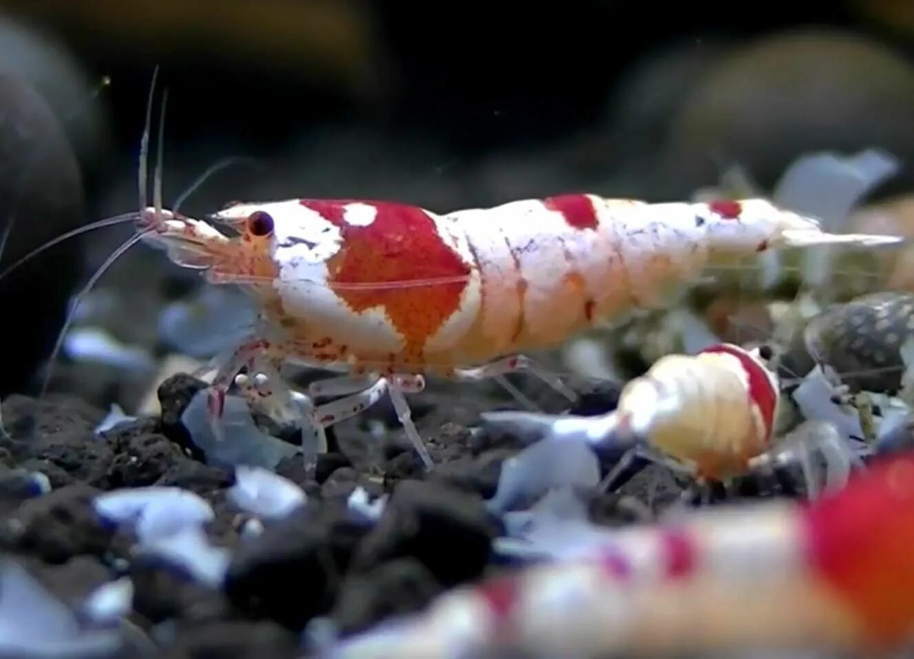 Креветка Амано с икрой. Креветка Пресноводная голубая (Caridina SP.). Креветка Каридина. Креветка черная неокардина.