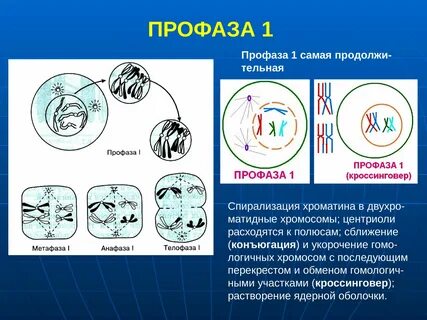 Двухроматидные хромосомы во время мейоза
