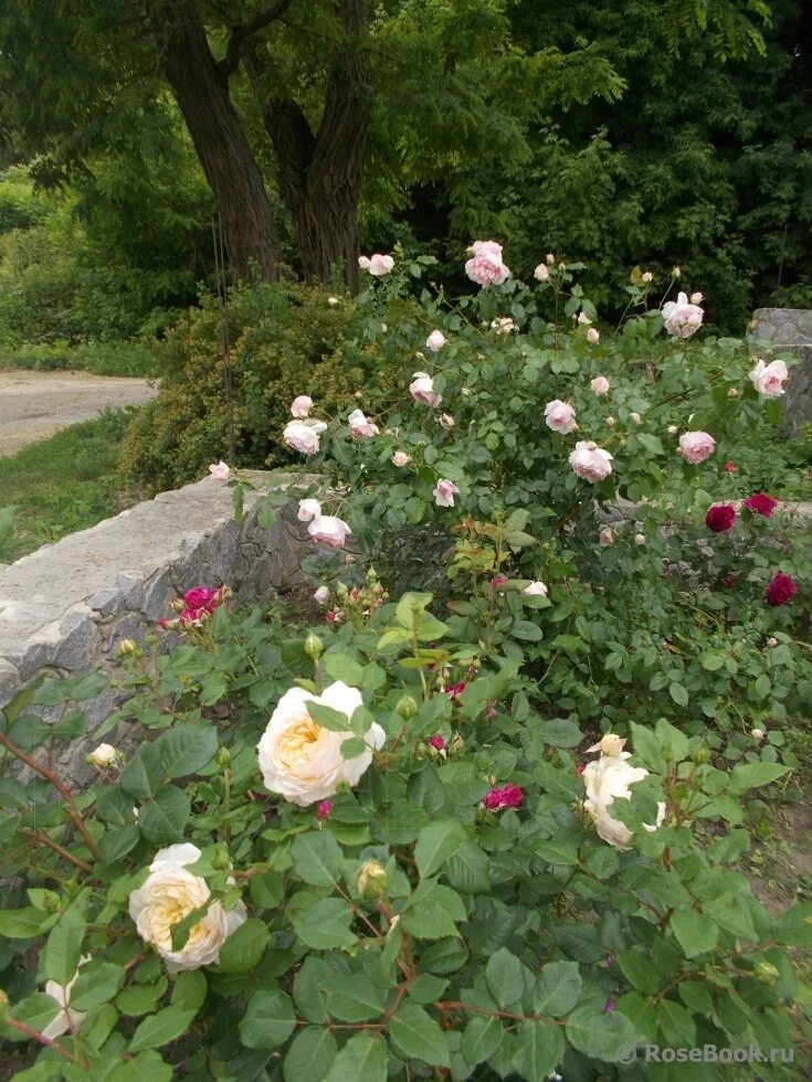 энциклопедия роз сады. роза кордес флорибунда помпонелла. роза бореаль энциклопедия роз. роза сто идей сада. роза гибридная хайди.