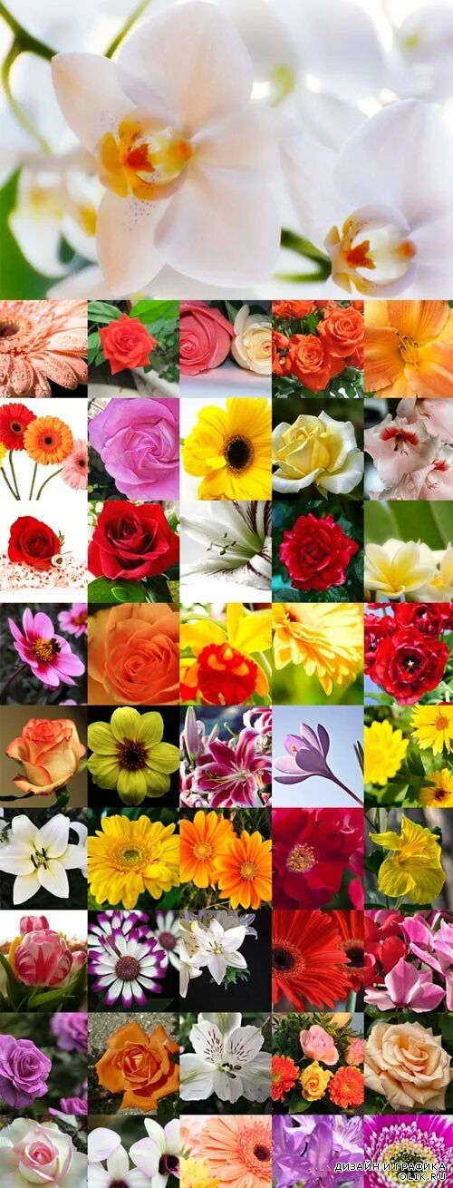 Разные цветы точно по времени. Разные цветы. Цветы разные красивые. Цветы разных цветов. Разные цветы картинки.
