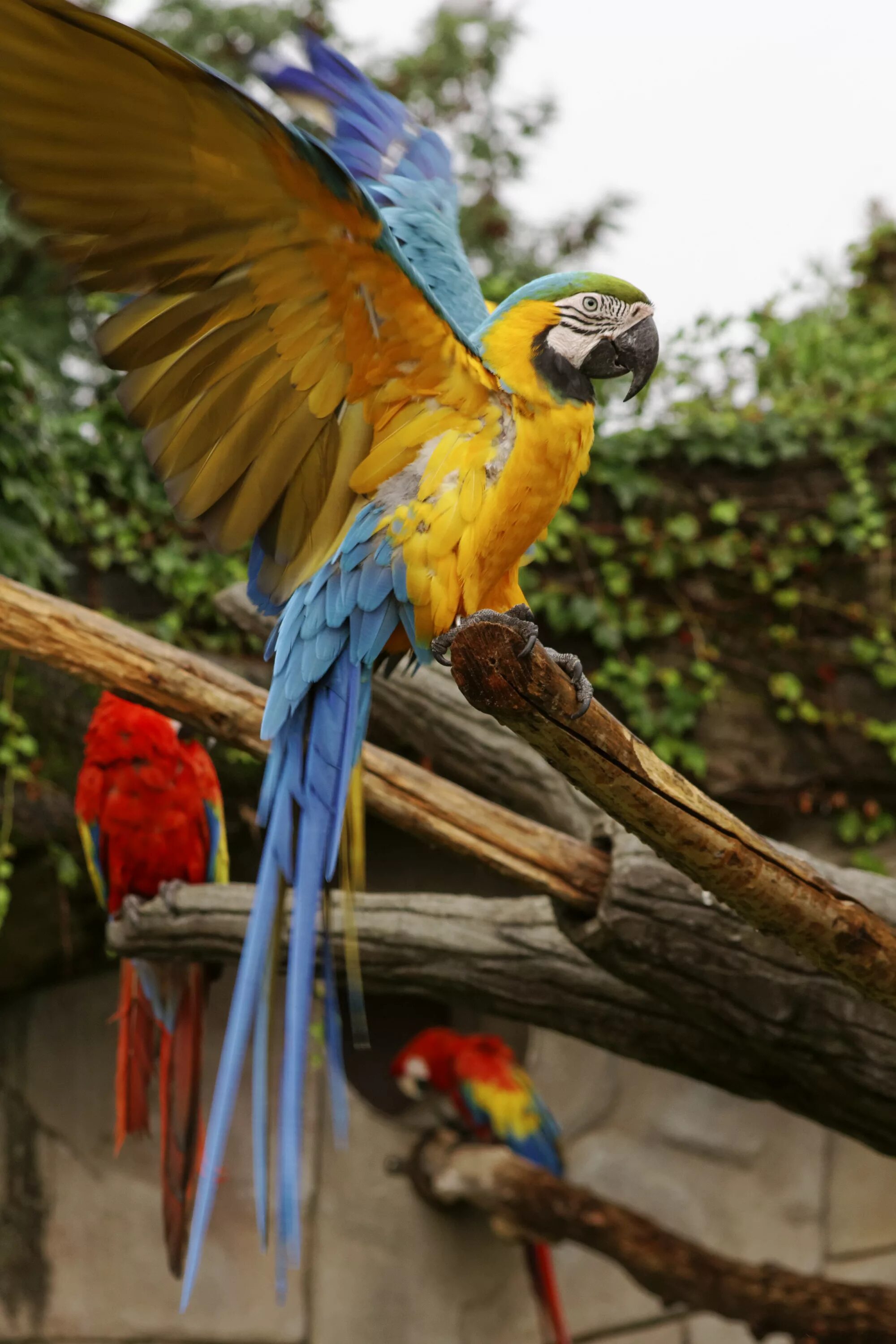 Сколько попугаев в мире. Попугай ара. Попугай Macaw. Африканский попугай ара. Ара ара попугай.